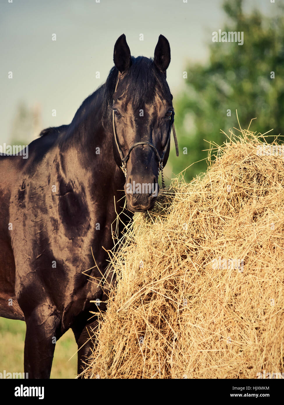 portrait of black sportive horse near haystack Stock Photo