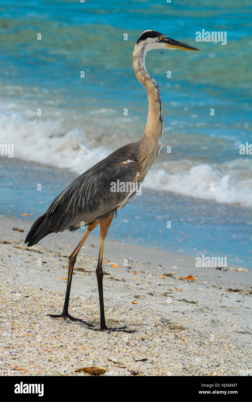 Lonely Brooding Vigil Of Solitary Heron >> Loner Bird Stock Photos Loner Bird Stock Images Alamy Lonely Brooding Vigil Of Solitary Heron >> Loner Bird Stock Photos Loner Bird Stock Images Alamy