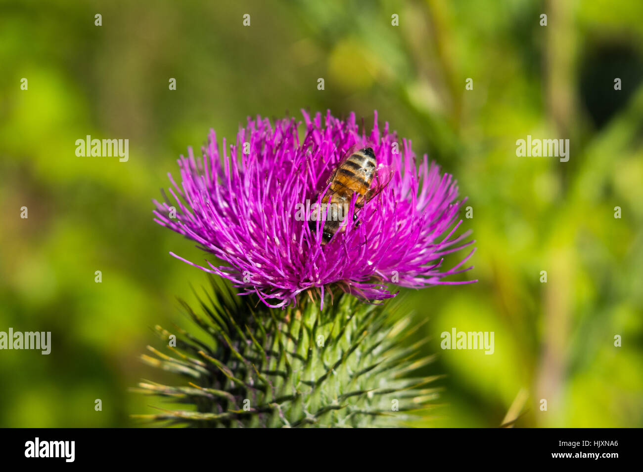 Flower of the andes hi-res stock photography and images - Alamy