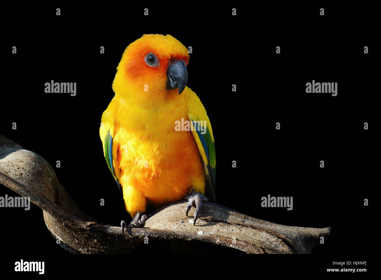 sun conure, beautiful yellow parrot bird isolated on black background Stock Photo