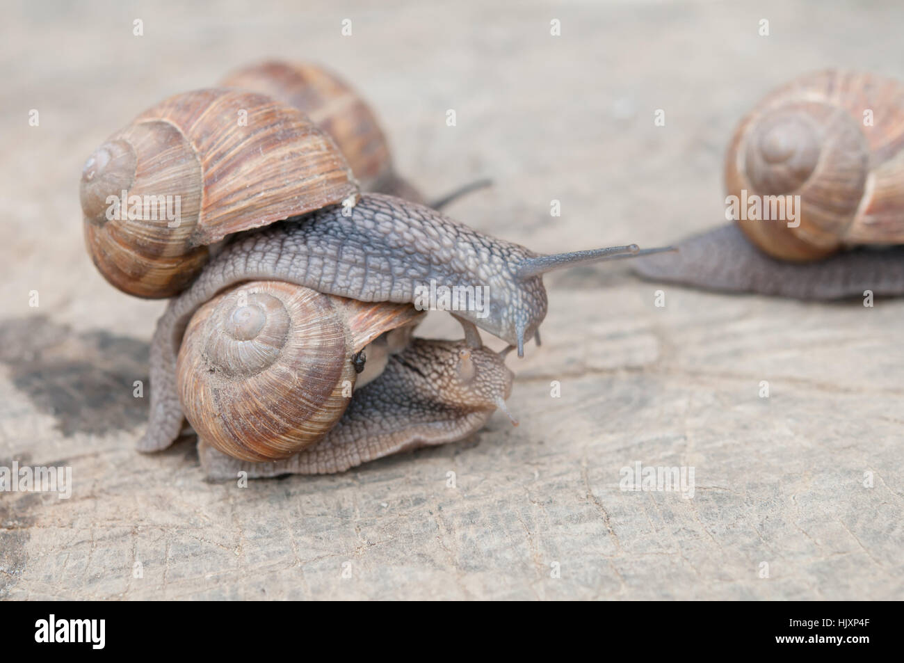 Helix pomatia, common names the Burgundy snail, Roman snail, edible