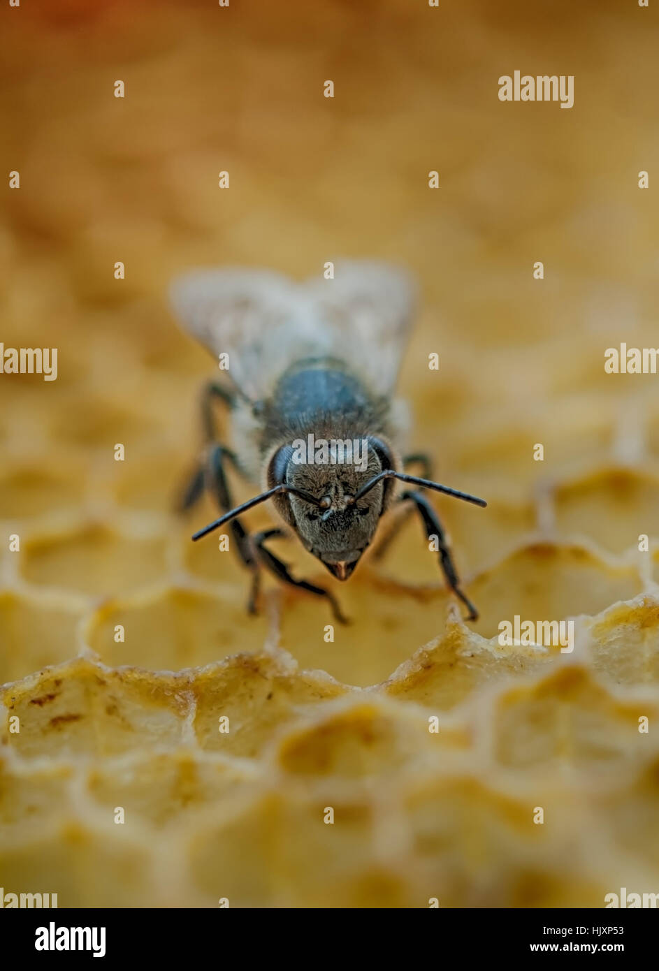 Bee with honeycomb closeup hi-res stock photography and images - Alamy