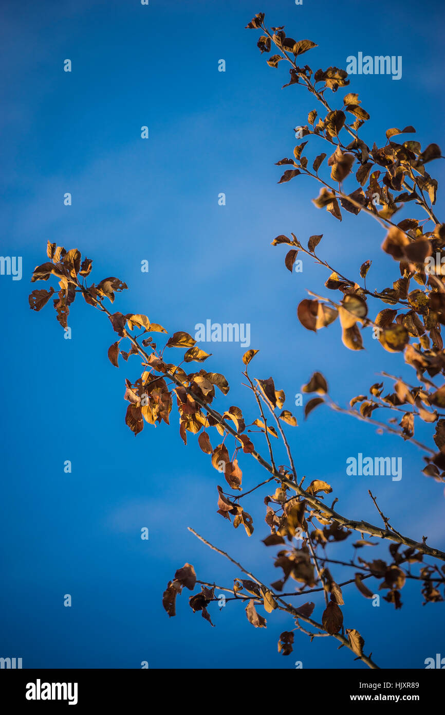 Golden leafs in front of a blue sky Stock Photo
