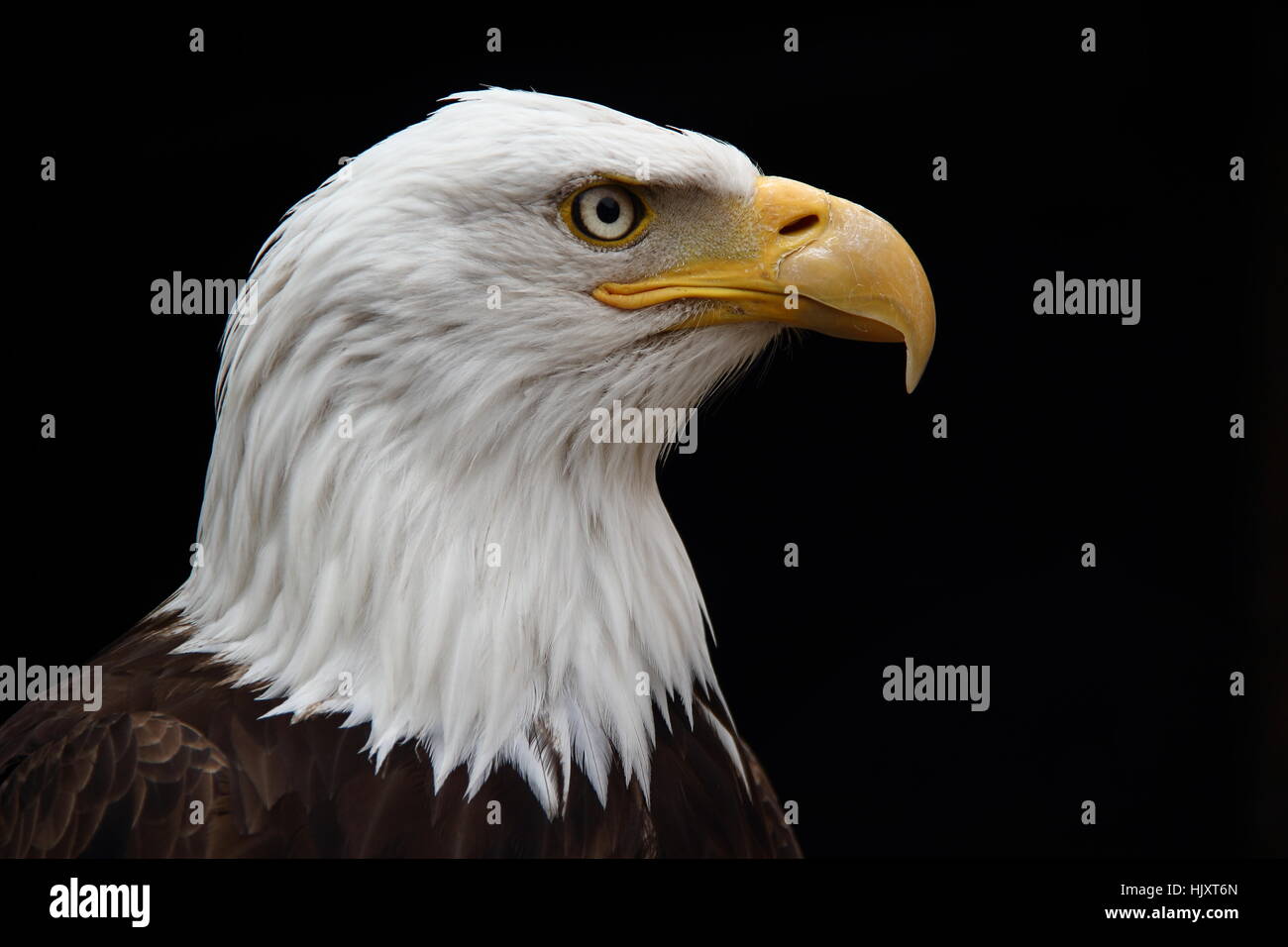 portrait, raptor, birds of prey, eagle, bald eagles, big, large ...