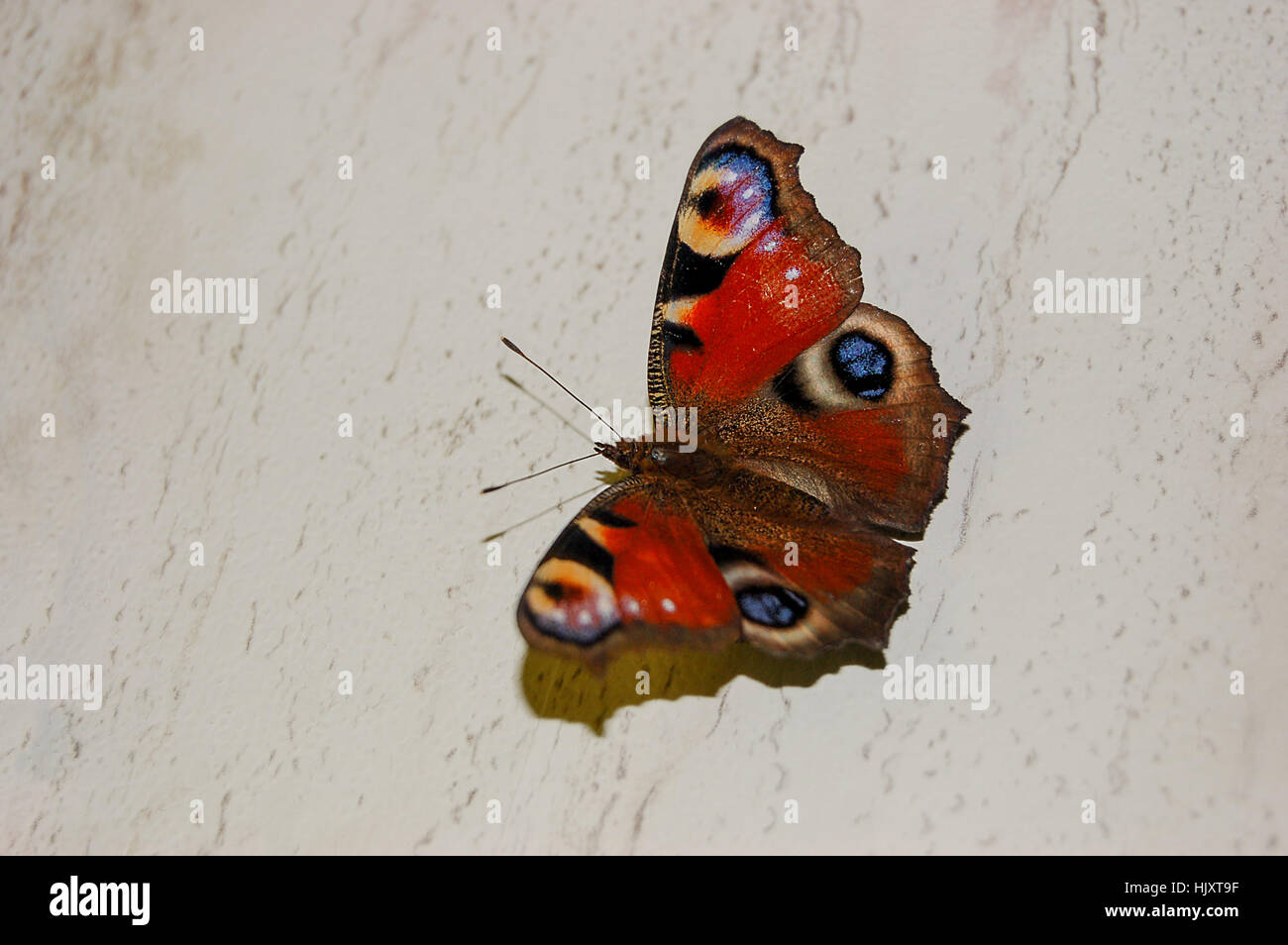 The beautiful butterfly and a peacock eye Stock Photo