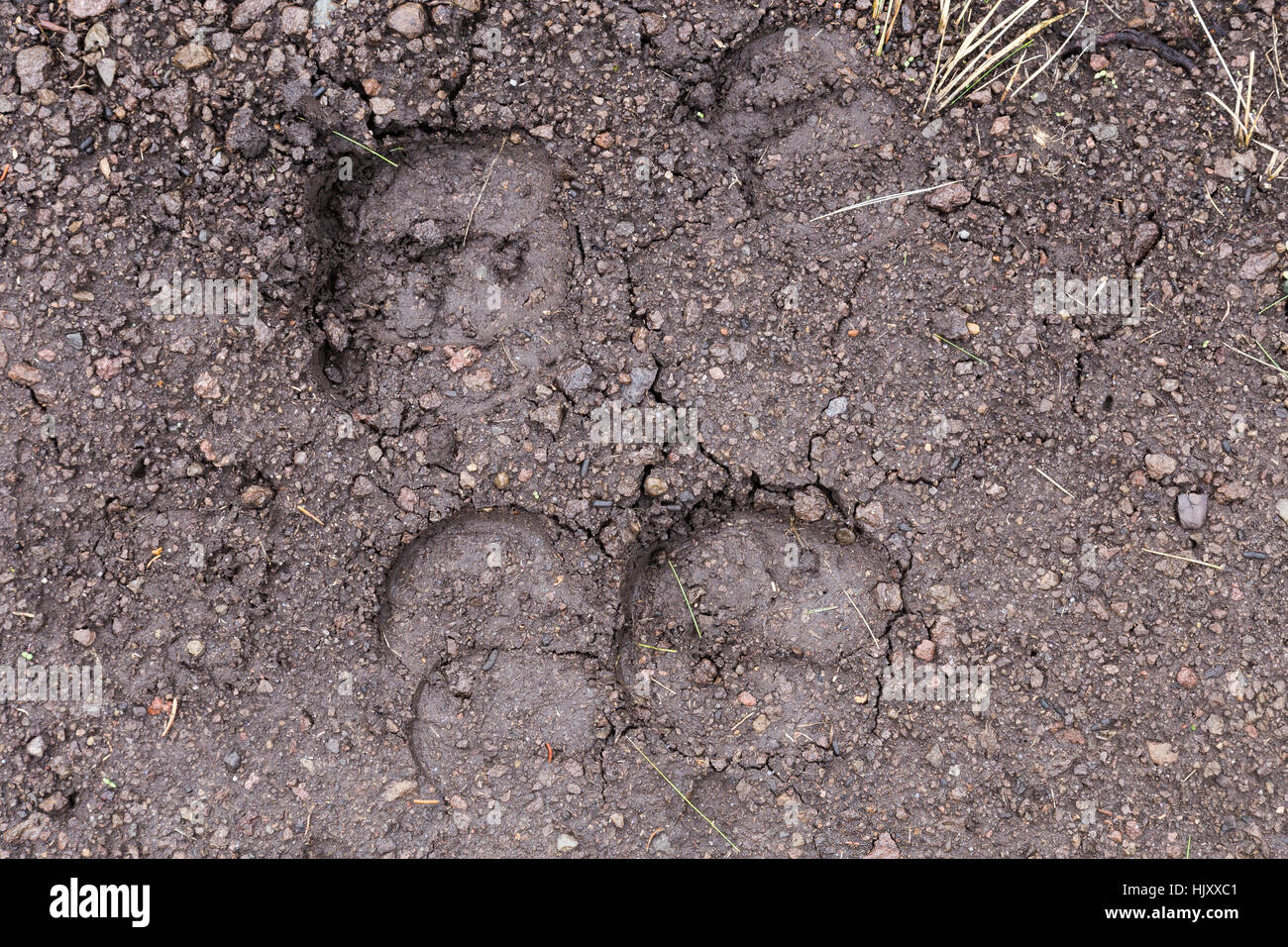 Buffalo on the tracks hires stock photography and images Alamy