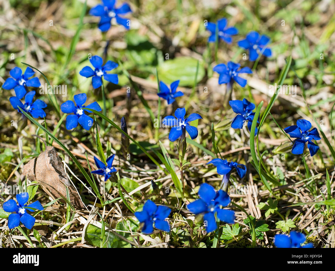 blue, alpine, gentian, blue, environment, enviroment, bloom, blossom, flourish, Stock Photo