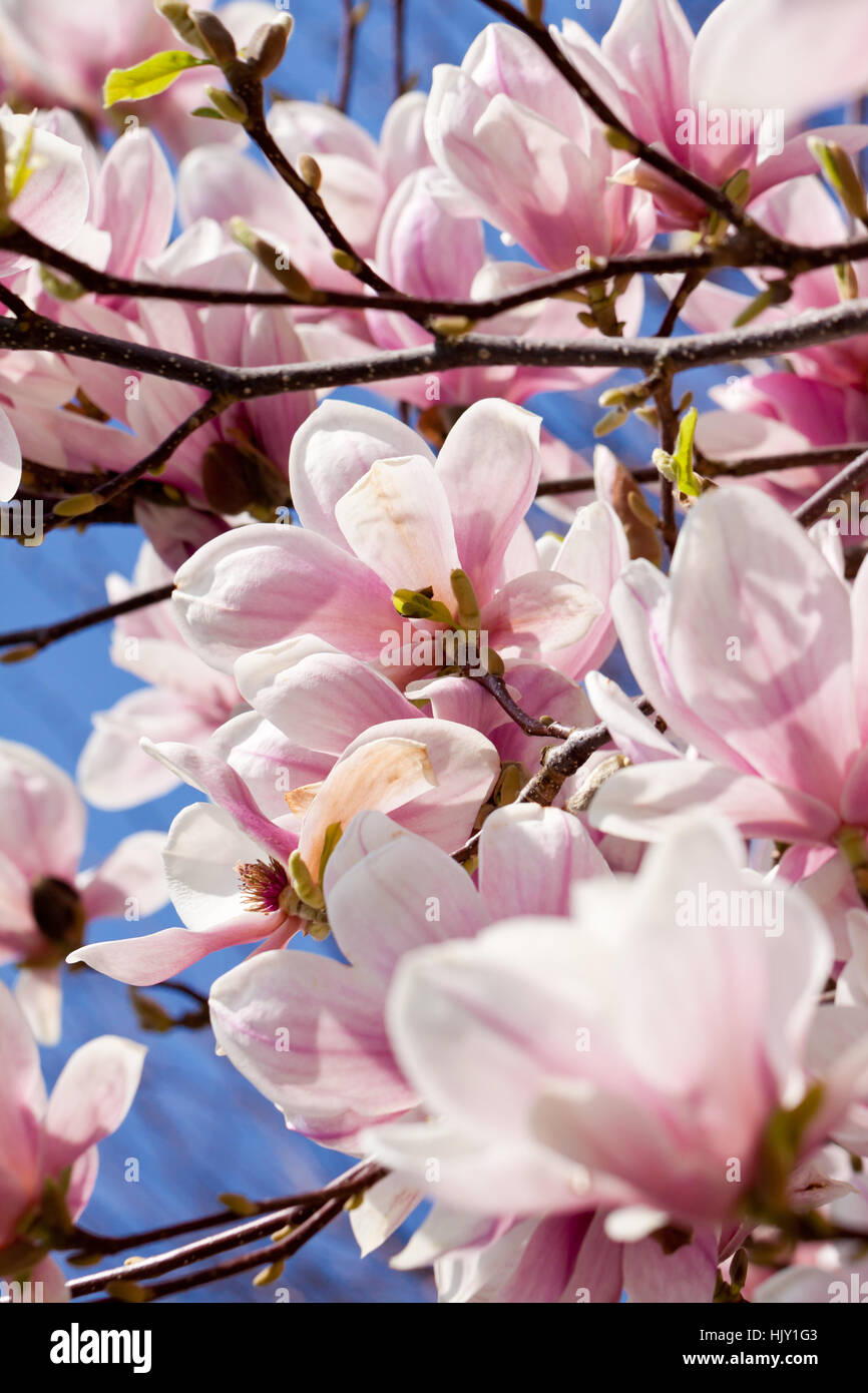 magnolia tree with pink flowers in spring with blue sky i Stock Photo ...