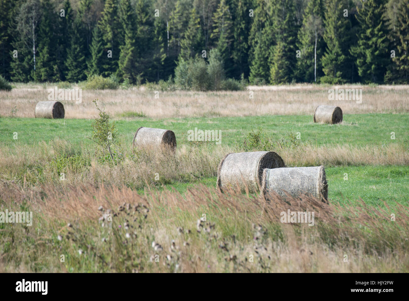rolls of hay in green field in country Stock Photo - Alamy