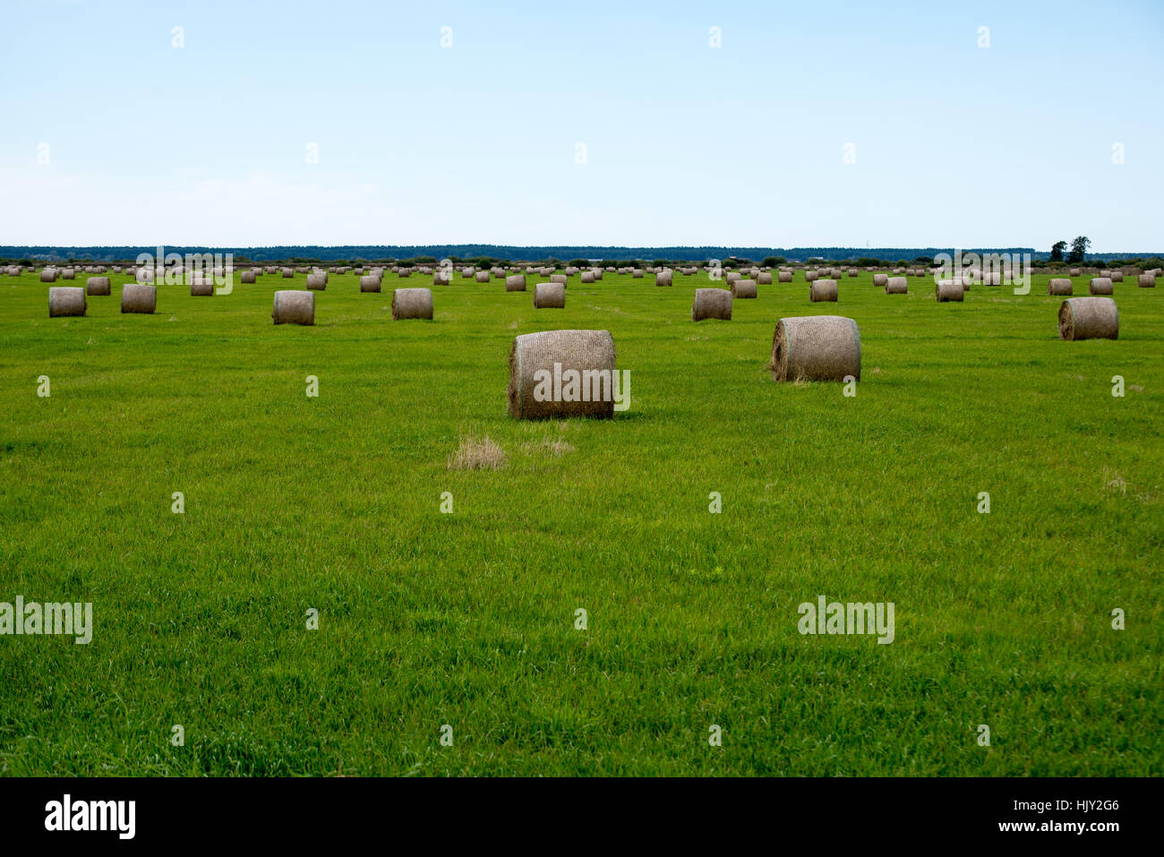rolls of hay in green field in country Stock Photo - Alamy
