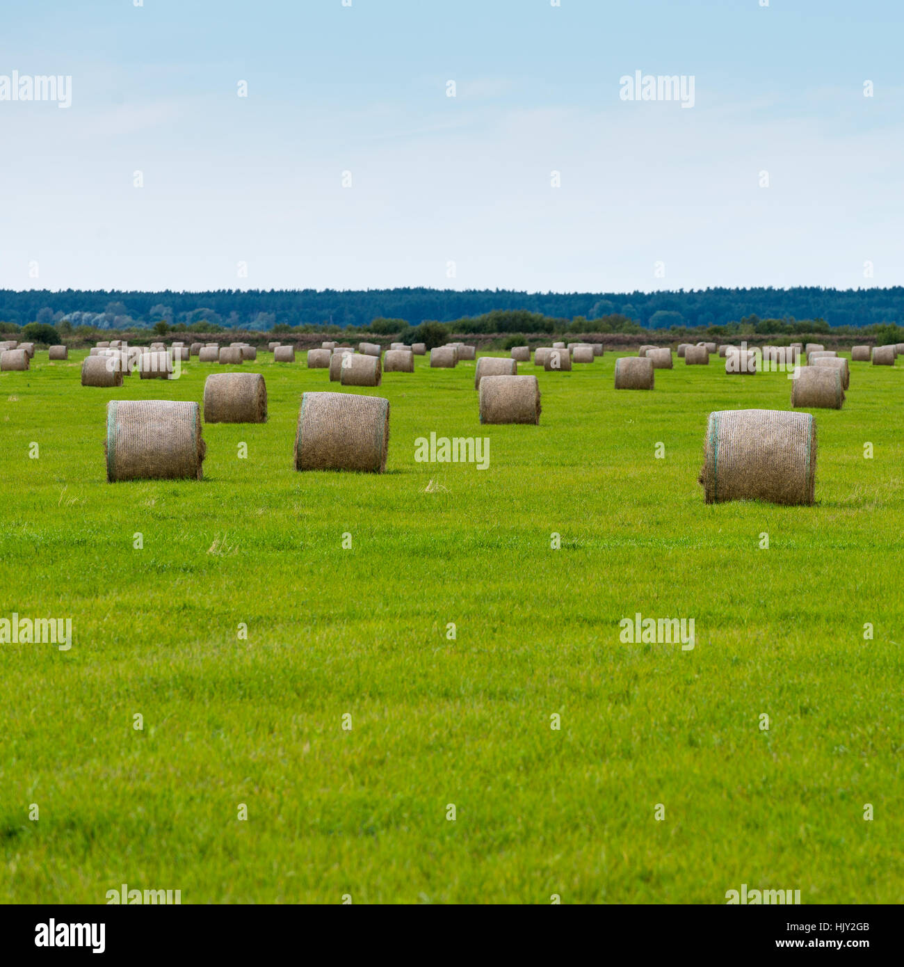 rolls of hay in green field in country - square image Stock Photo - Alamy