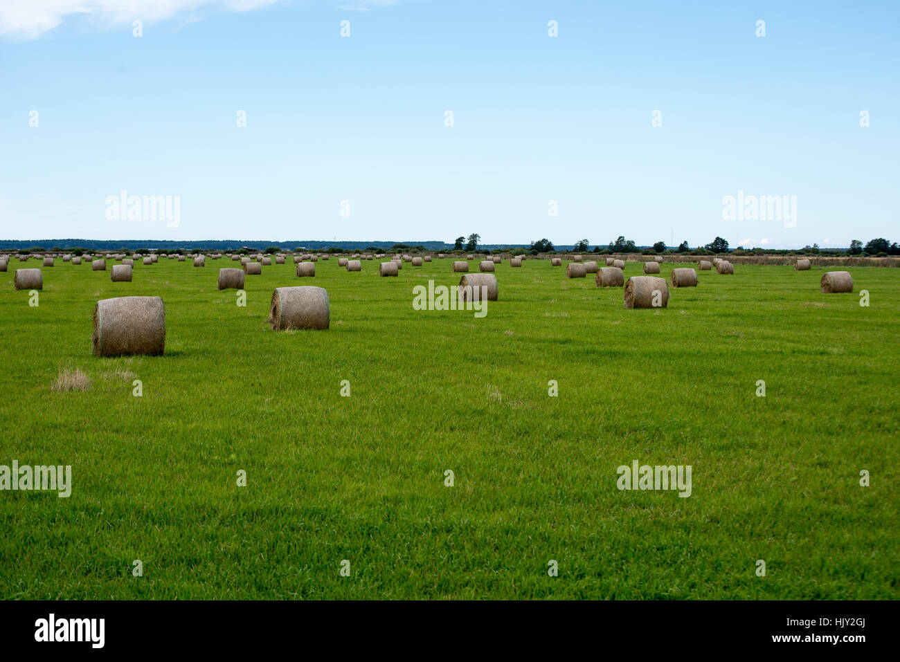 rolls of hay in green field in country Stock Photo - Alamy