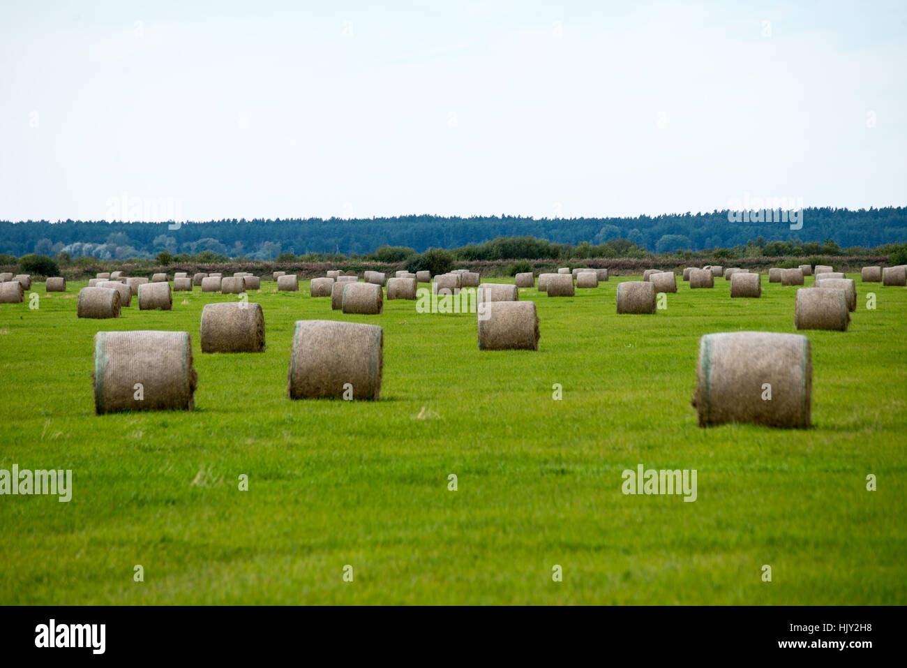 rolls of hay in green field in country Stock Photo - Alamy