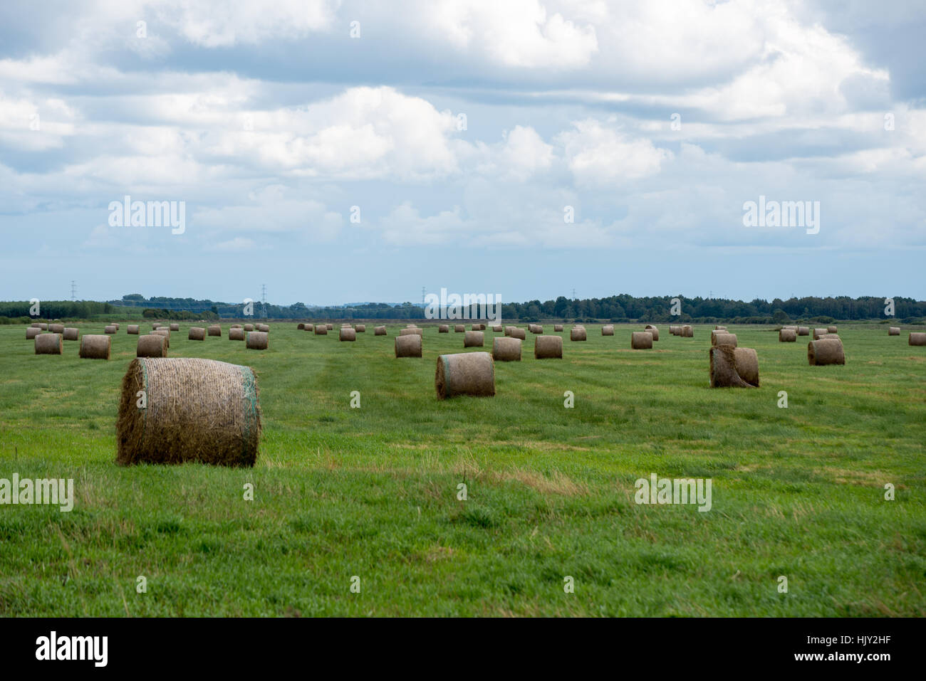 rolls of hay in green field in country Stock Photo - Alamy
