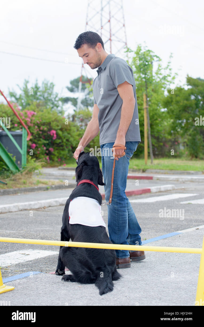 dog trainer at work Stock Photo