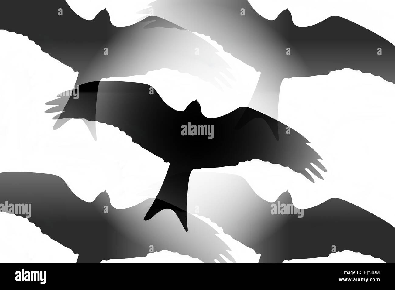 raptor,silhouette Stock Photo