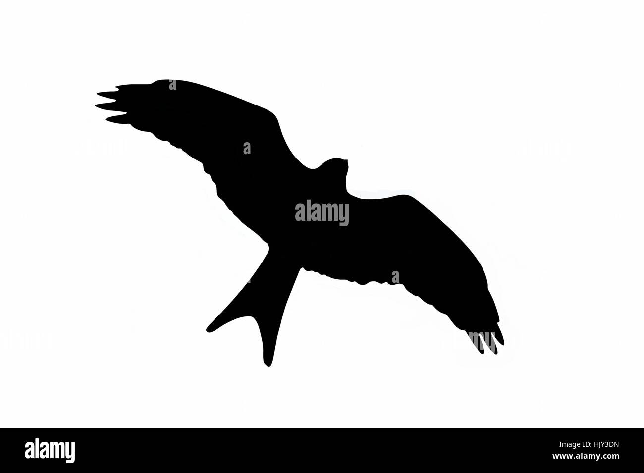 raptor,silhouette Stock Photo