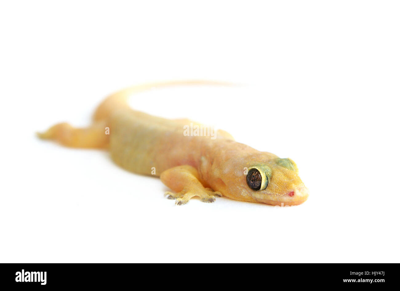Gecko. Small funny lizard isolated on white Stock Photo - Alamy