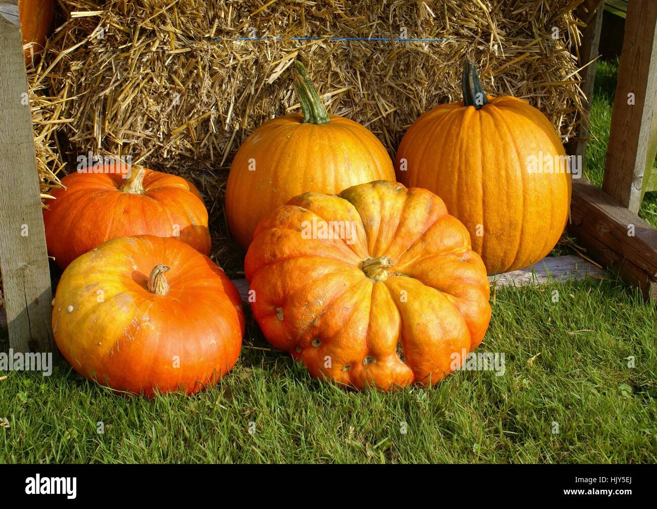 fruit, farm, food, aliment, eco, agriculture, farming, fruit, halloween ...