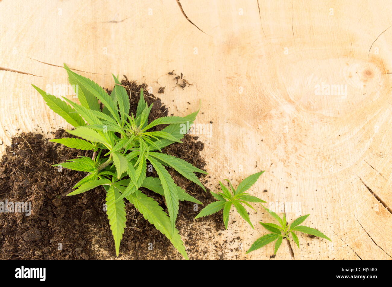 Marijuana plant growing out of fertile land on wood Stock Photo