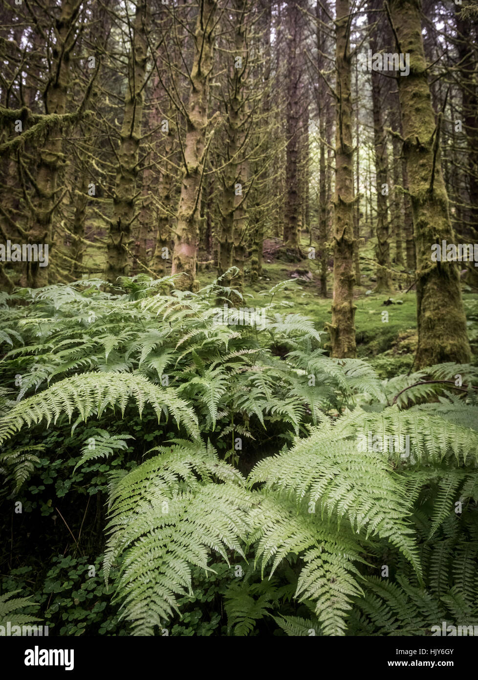 dark scary wet spruce tree forest and fern, green background Stock Photo
