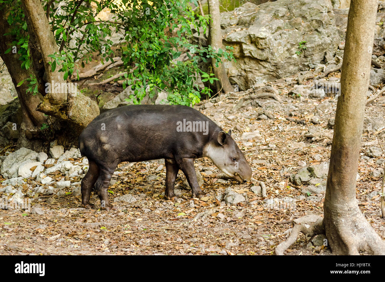 animal, wild, zoo, tapir, mexico, walk, go, going, walking, big, large  Stock Photo - Alamy