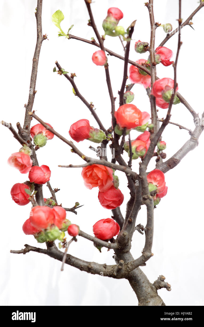 flower, plant, bloom, blossom, flourish, flourishing, new, chinese