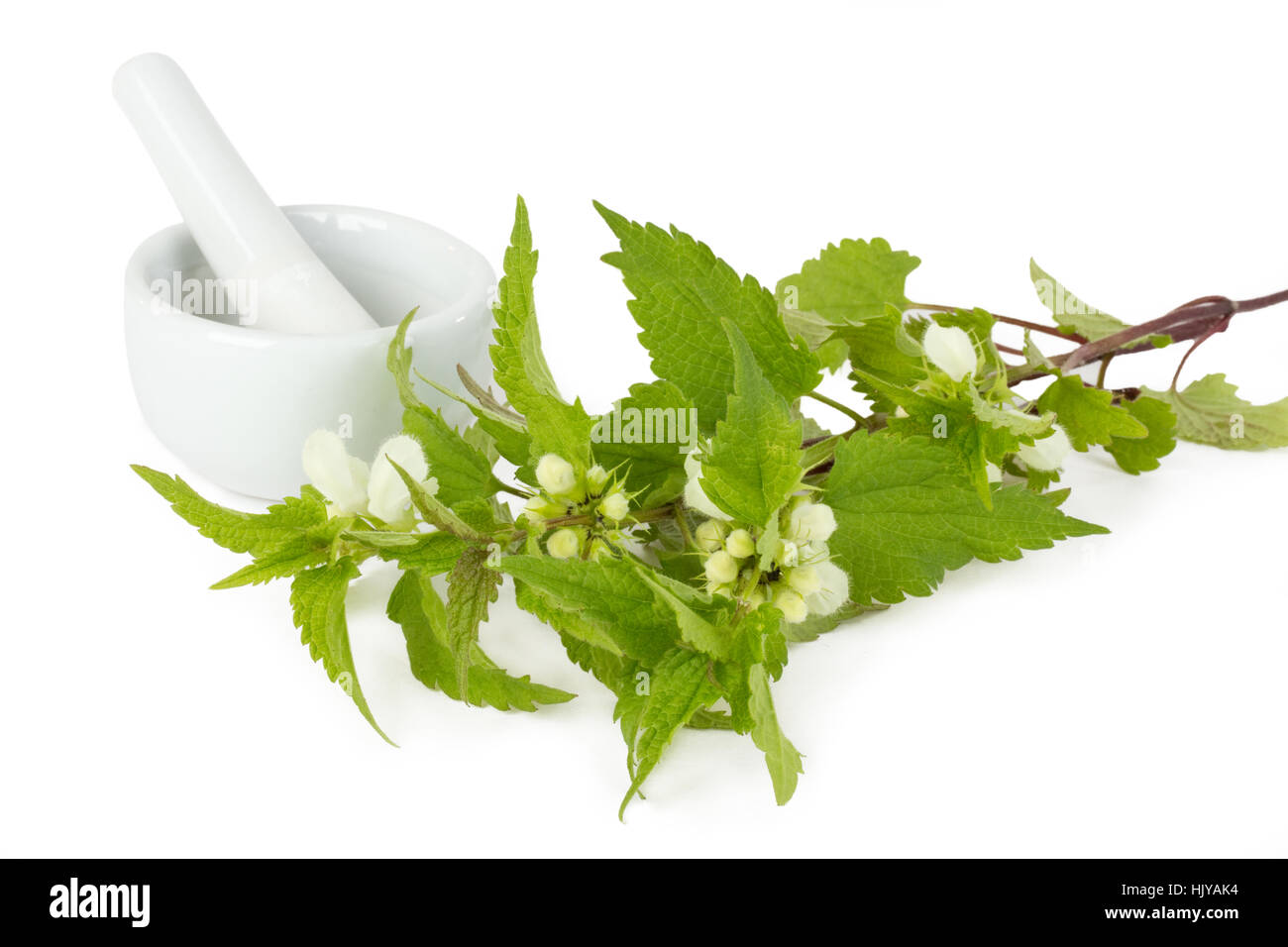 health, medicinally, medical, stinging nettle, means, agent, medicine