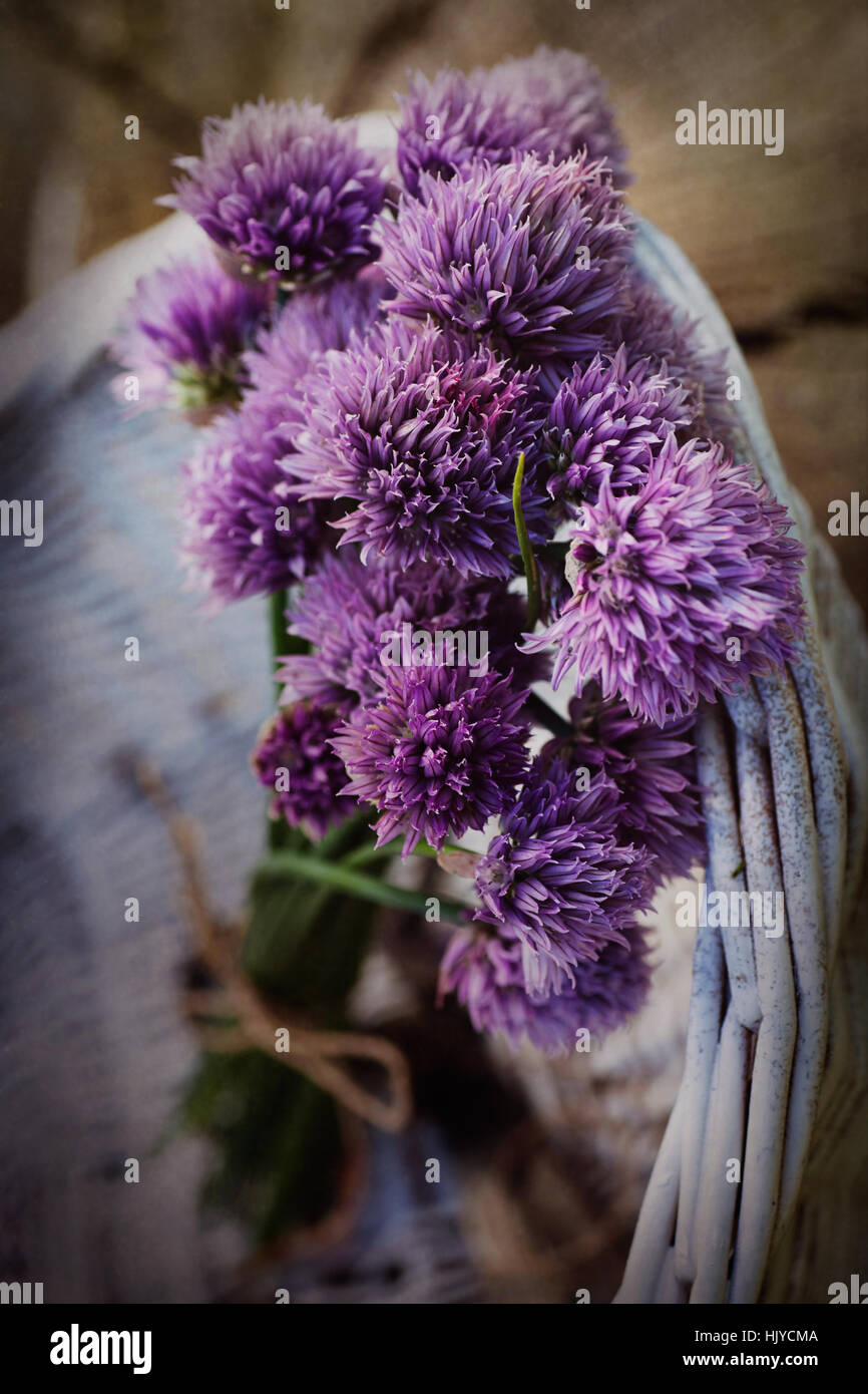 garden, flower, plant, basket, backdrop, background, chives, chive ...