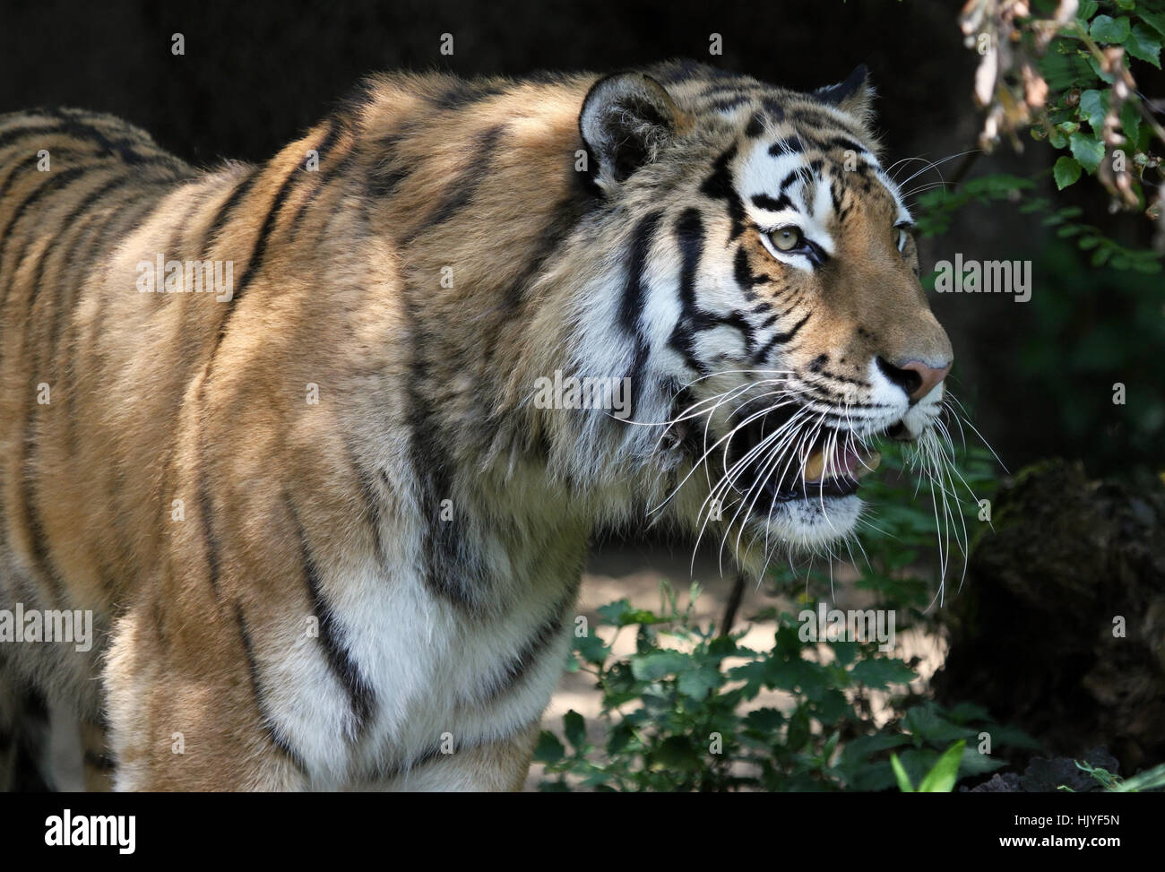 portrait, big cat, feline predator, eyes, skin, animal, portrait, big ...