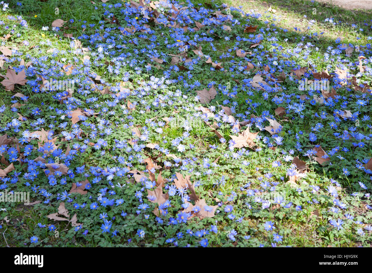 flower, flowers, plant, spring, carpet of flowers, bloom, blossom