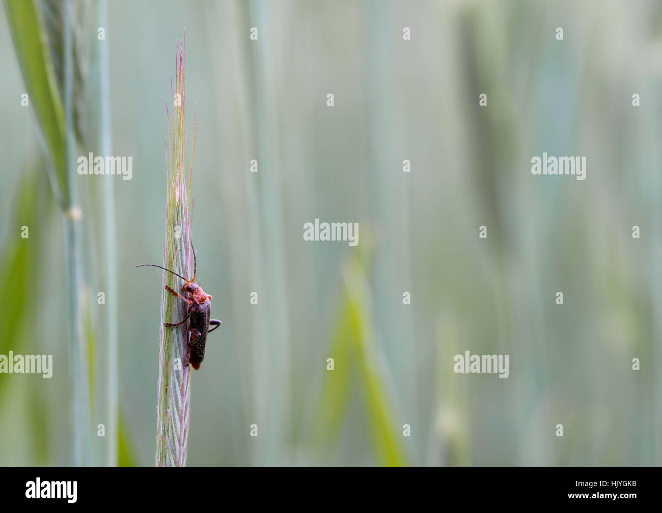 insect, field, beetle, spring, beard, grain, cereal, insect ...