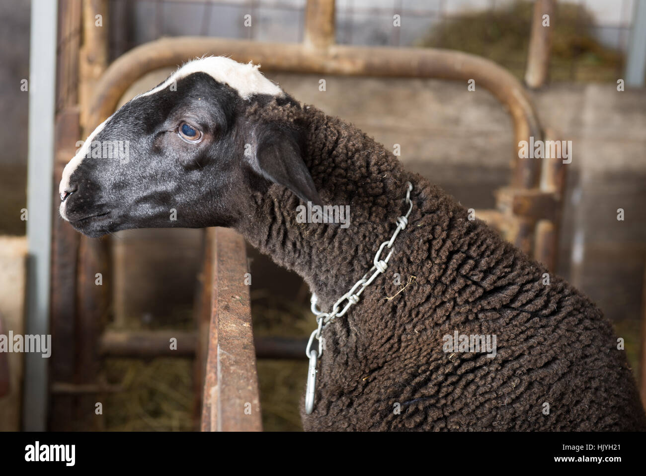 Black Sheep Thinks In The Barn The Thinker Stock Photo