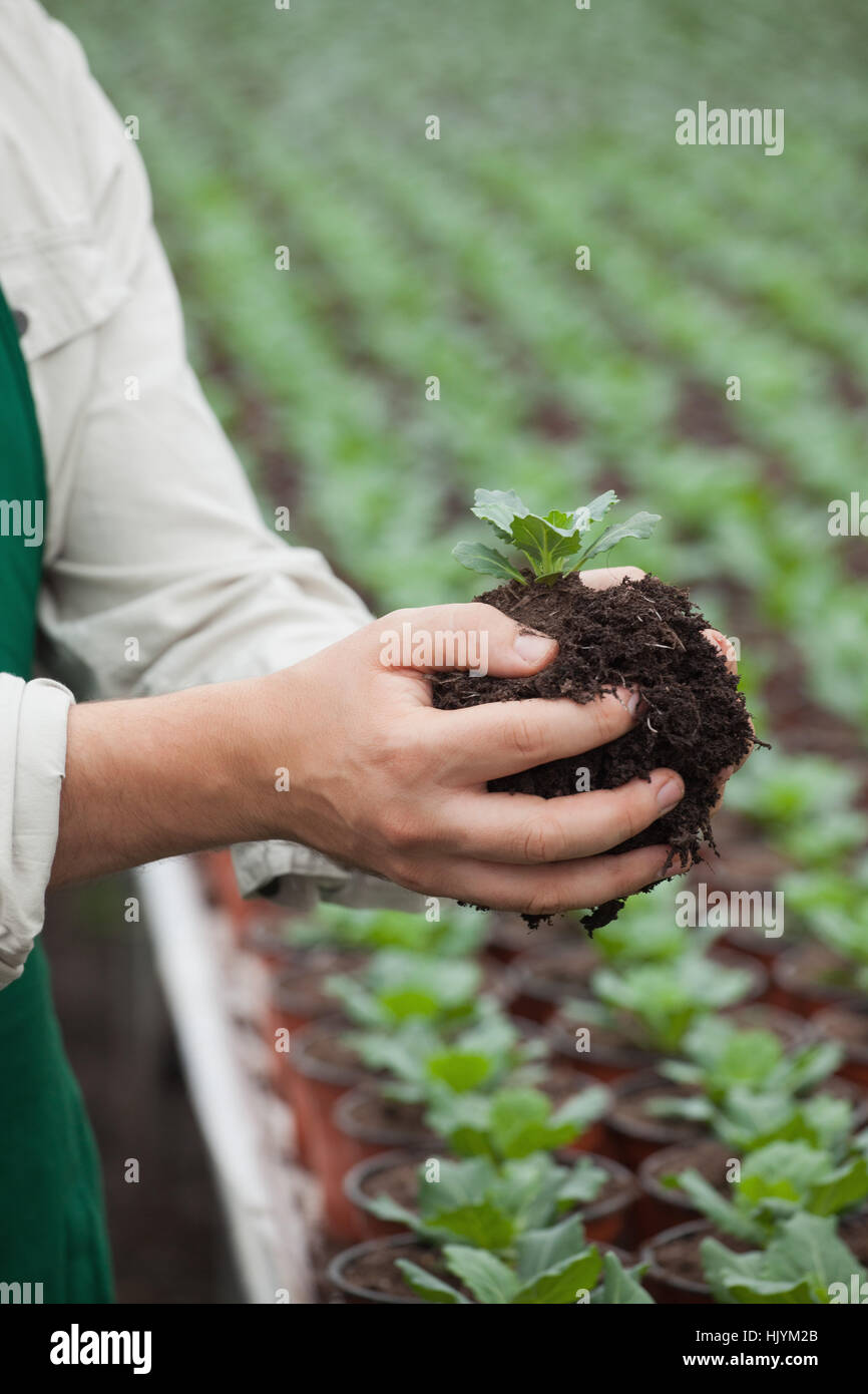 Man holding plant in greenhouse nursery Stock Photo - Alamy