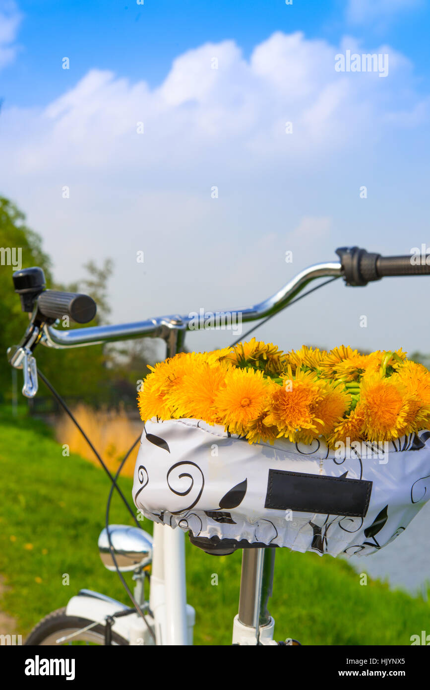 flower, plant, channel, dike, marguerite, bike, bicycle, cycle, beautiful, Stock Photo