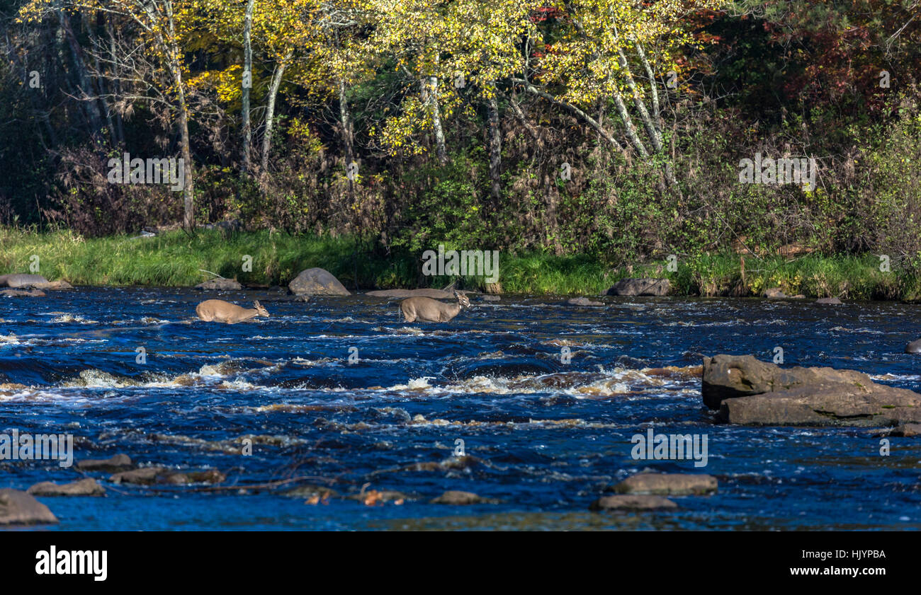 Whitetailed doe and fawn crossing the Kettle River in Minnesota Stock