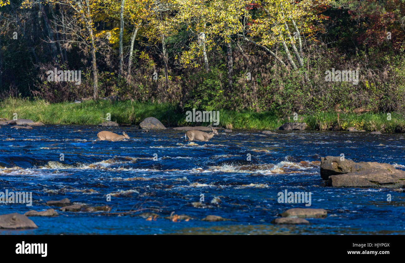 Whitetailed doe and fawn crossing the Kettle River in Minnesota Stock