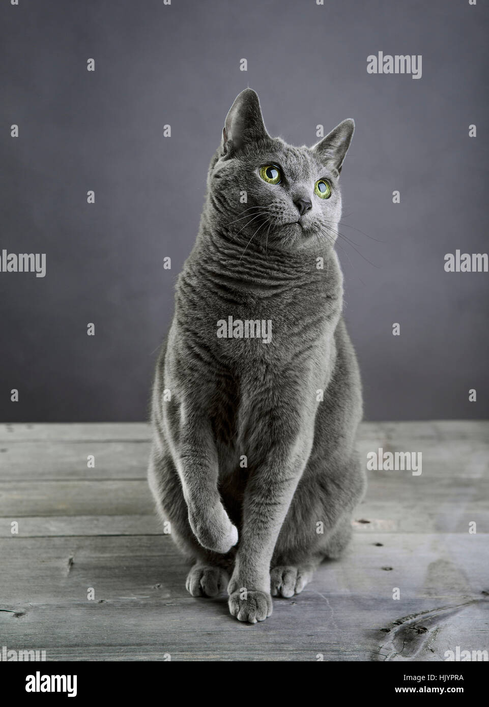 Studio Portrait of a Russian Blue Cat Stock Photo