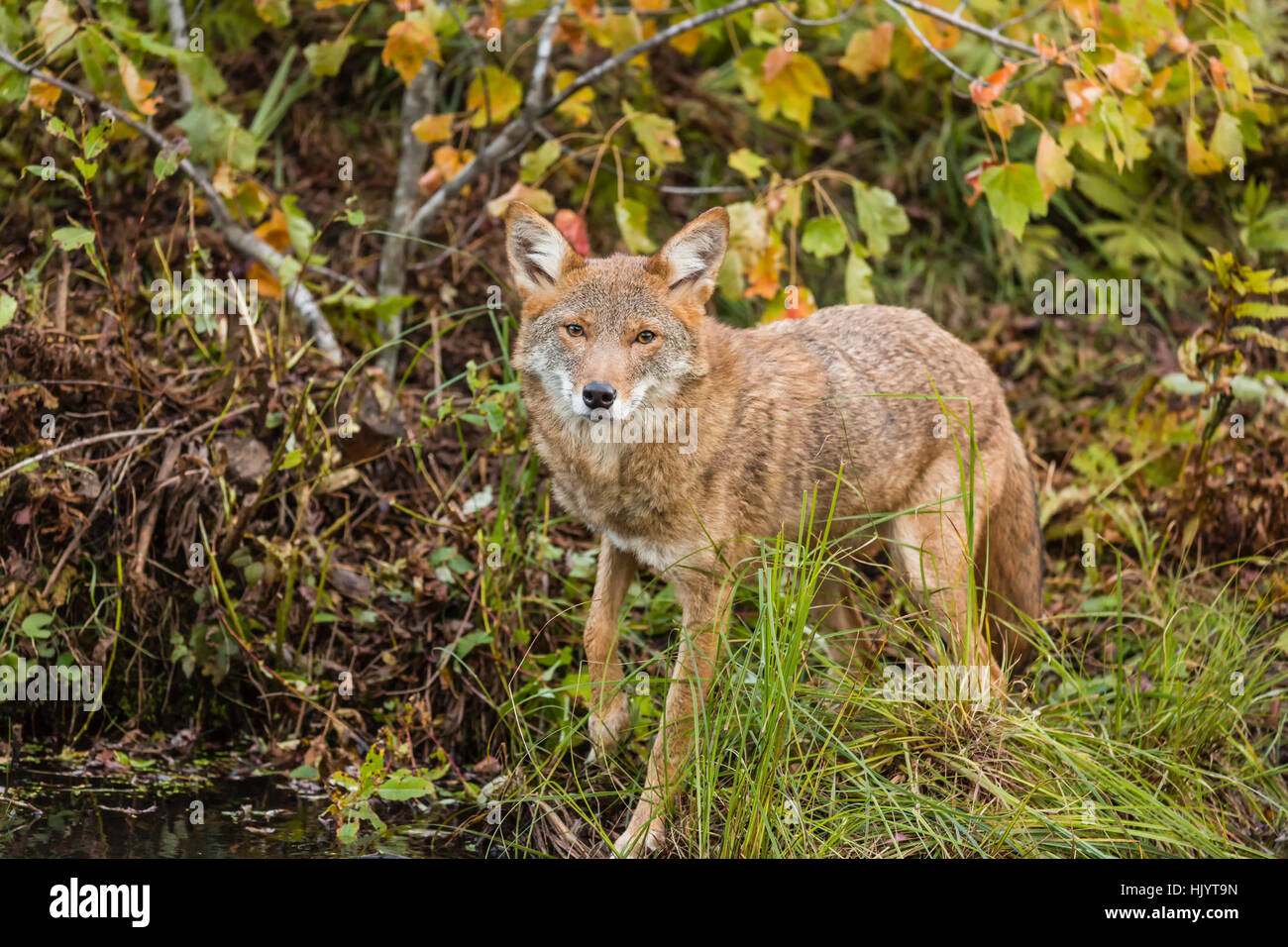 Cayodi North american coyote hi-res stock photography and images - Alamy