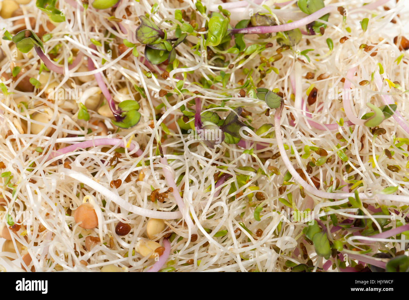 closeup, sprout, salad, i, food, aliment, leaf, life, exist, existence, living, Stock Photo