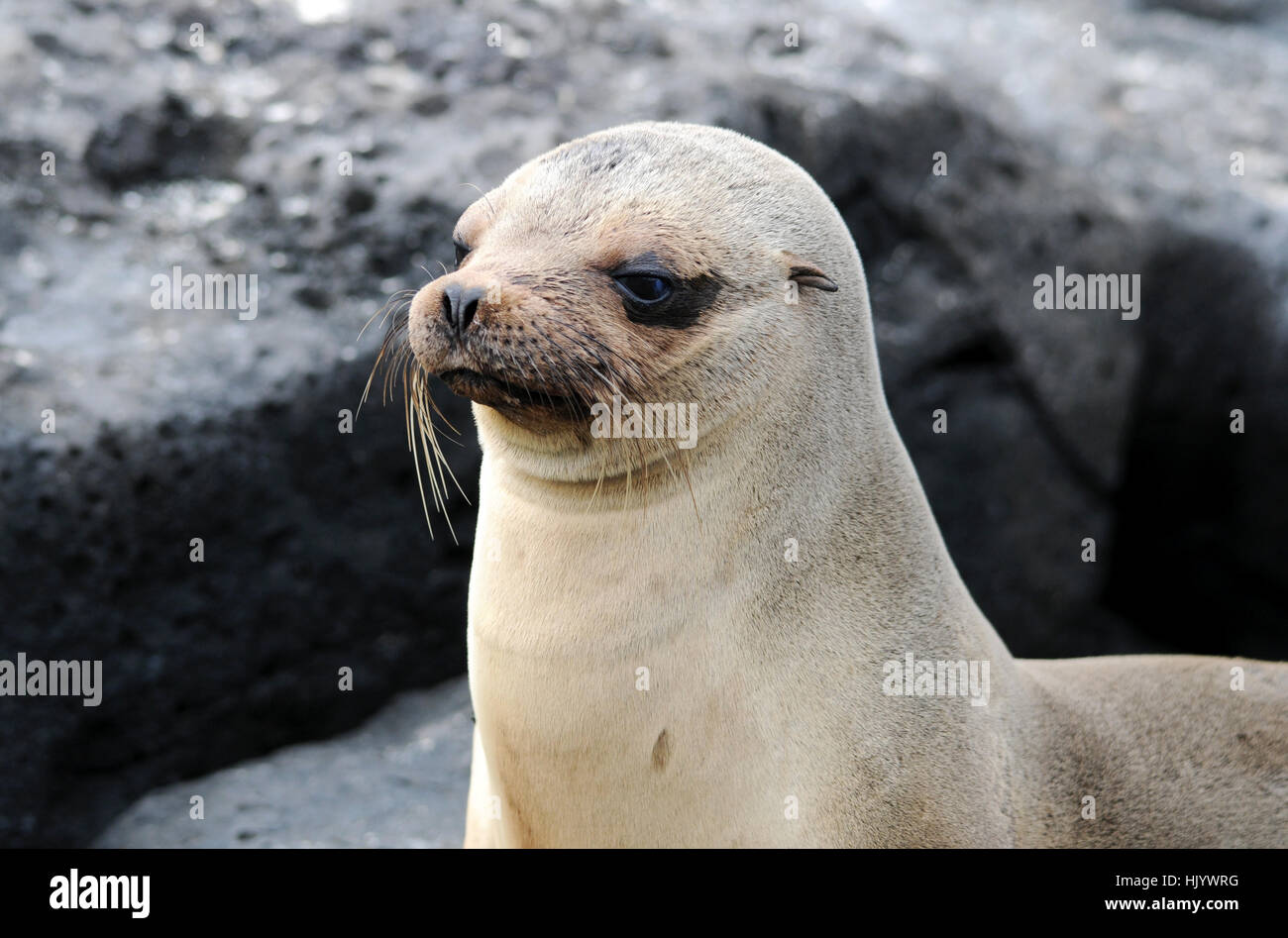 seal, lava, sea lion, conservation of nature, nature-sanctuary, pacific, salt Stock Photo
