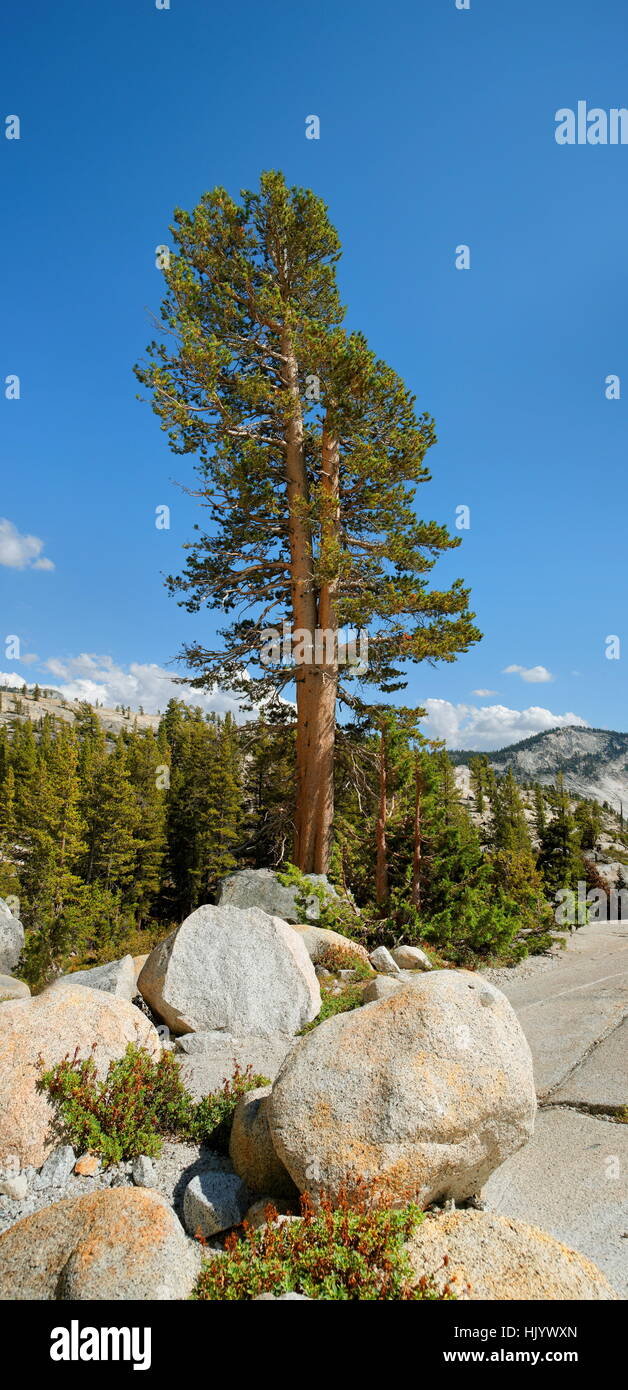 yosemite national park olmsted point Stock Photo