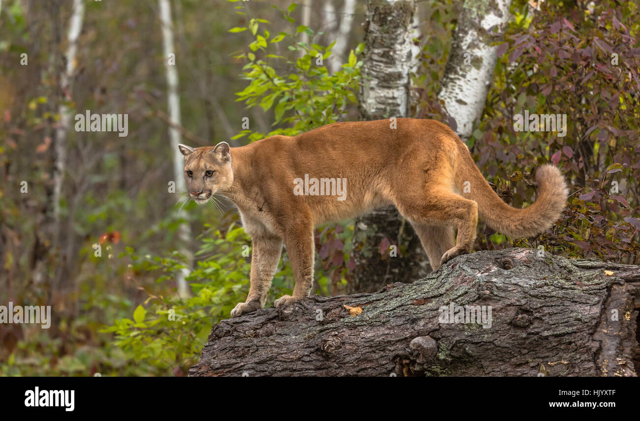 Cougar Stock Photo