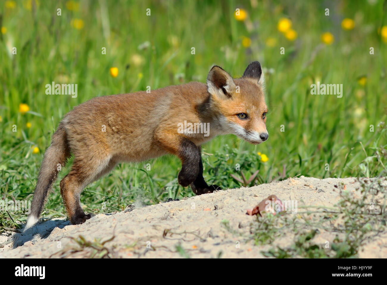 young eurasian red fox exploring the surroundings near the burrow ( Vulpes ) Stock Photo