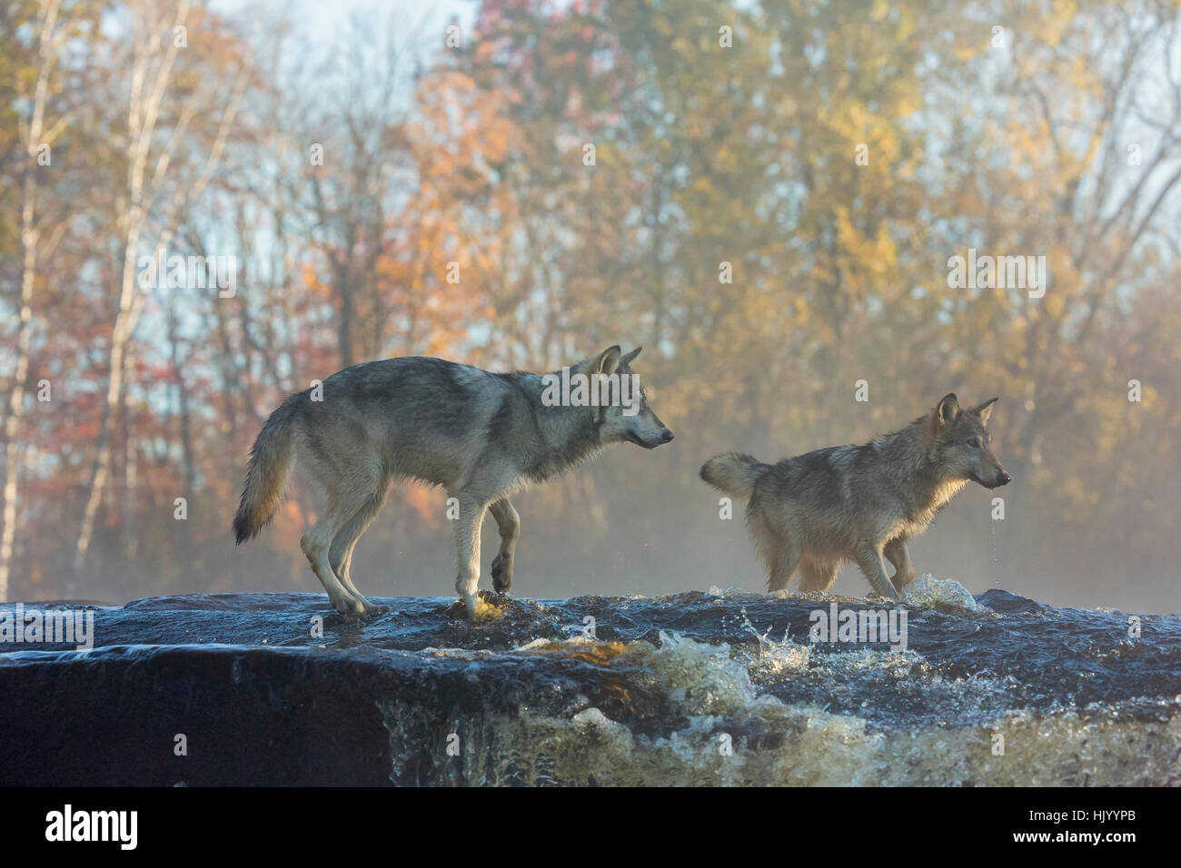 Gray wolf Stock Photo