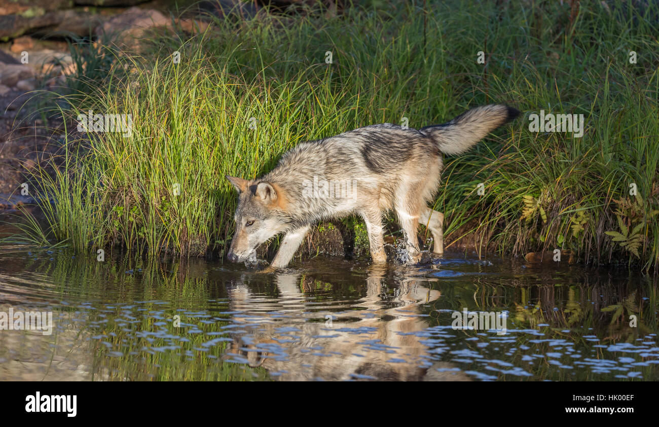 Grey wolf lake hi-res stock photography and images - Alamy