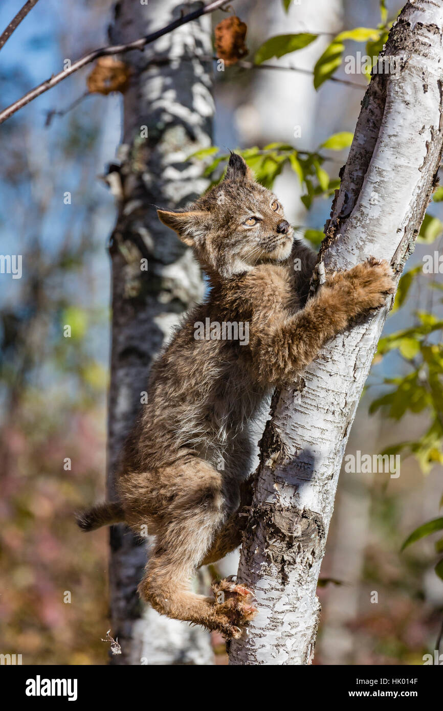 Canada lynx kitten Stock Photo - Alamy
