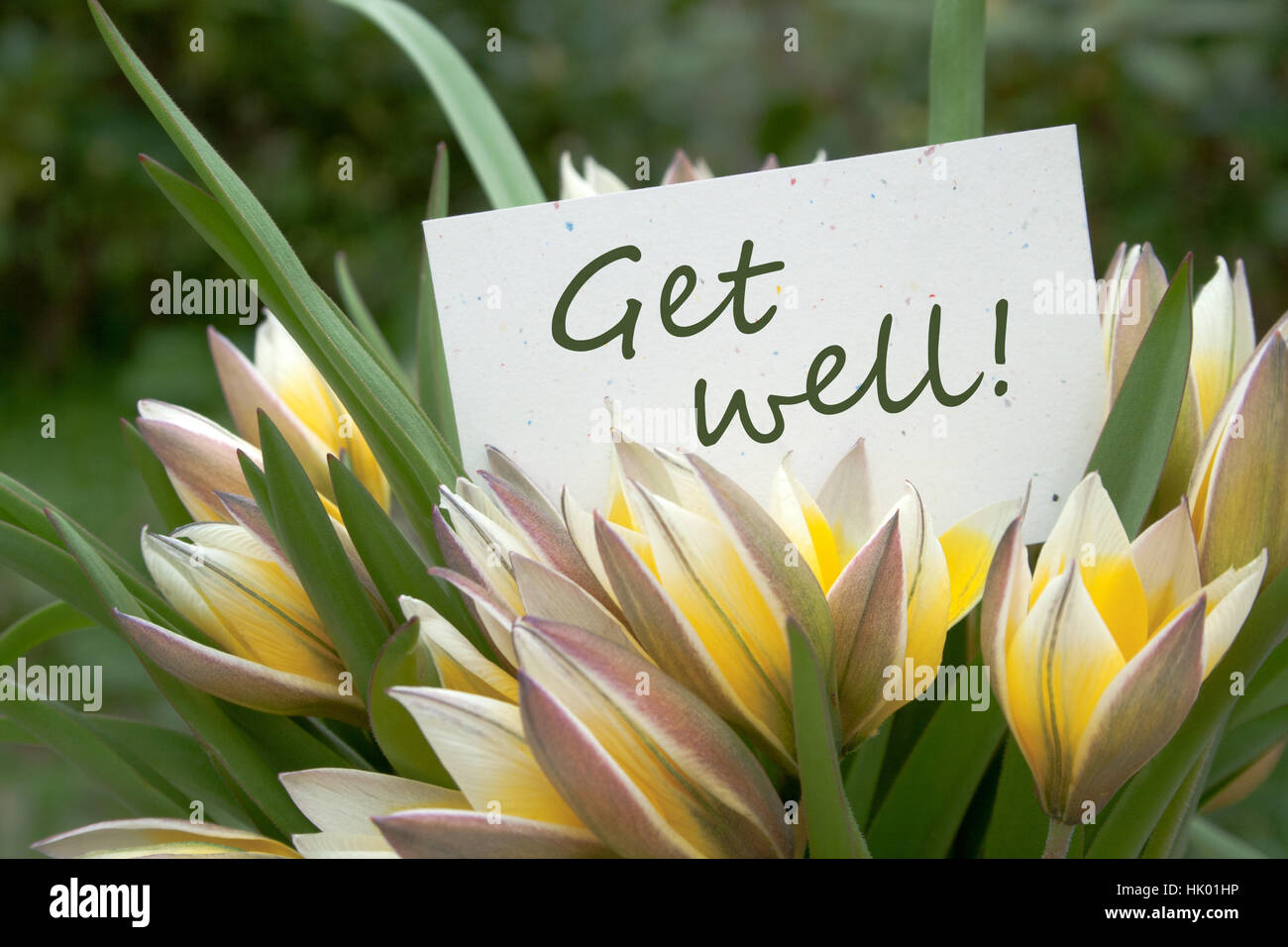 Get well soon card flowers hi-res stock photography and images - Alamy