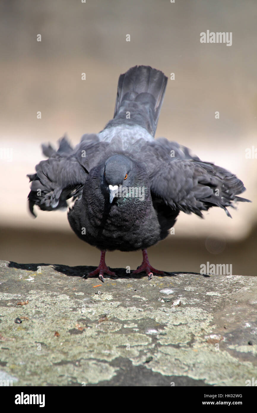 animal, bird, birds, pigeon, grey, gray, animal, bird, birds, pigeon, grey, Stock Photo