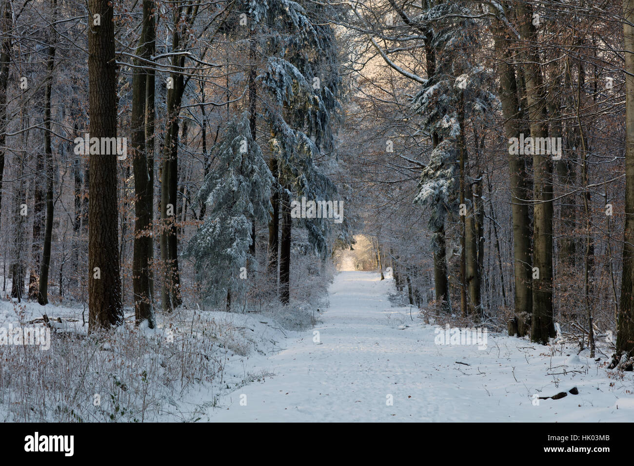 Spaziergang winter wald hi-res stock photography and images - Alamy